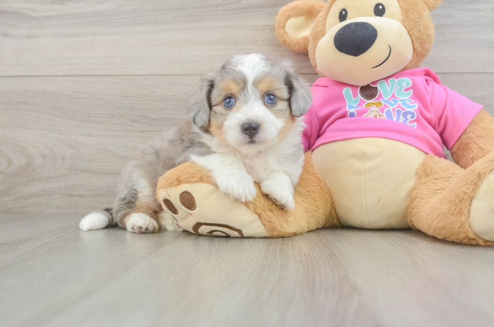 5 week old Aussiechon Puppy For Sale - Lone Star Pups
