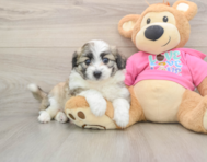 6 week old Aussiechon Puppy For Sale - Lone Star Pups