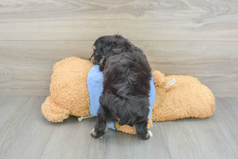 Hypoallergenic Aussie Bichon Designer Puppy