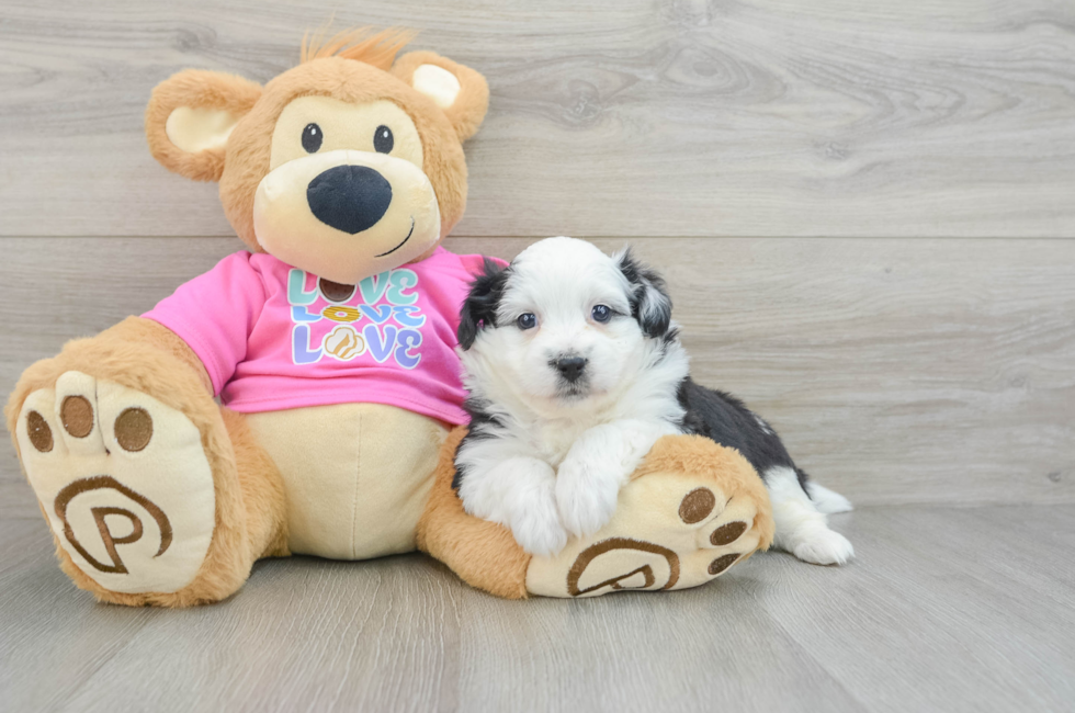 6 week old Aussiechon Puppy For Sale - Lone Star Pups