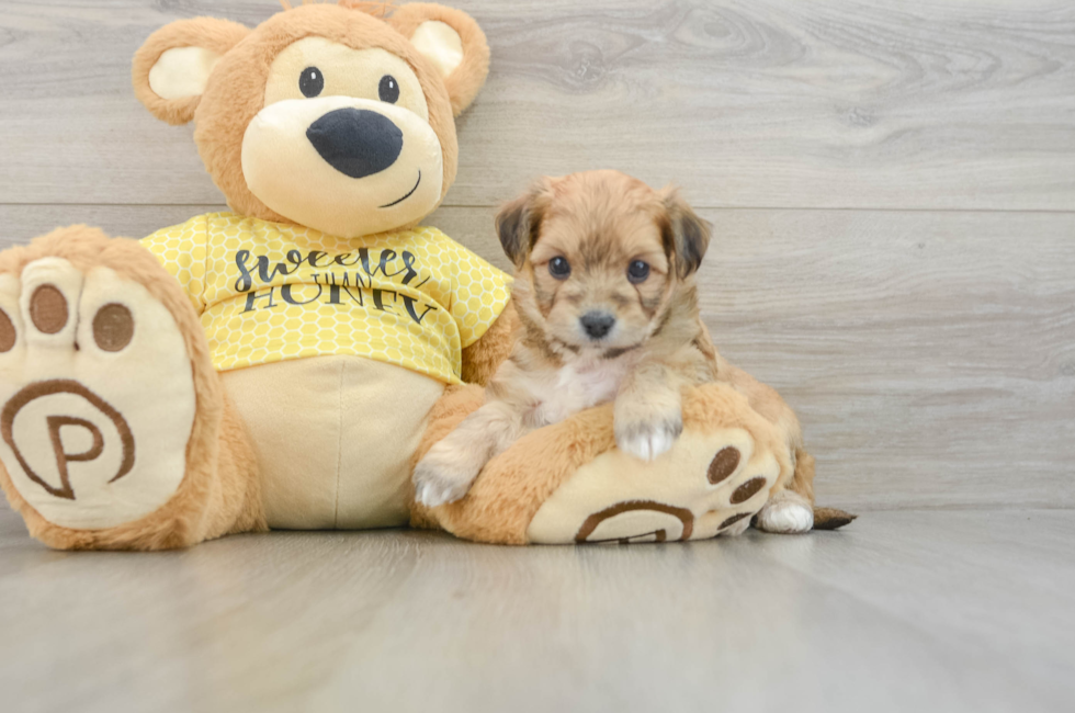 5 week old Aussiechon Puppy For Sale - Lone Star Pups