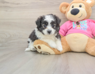 6 week old Aussiechon Puppy For Sale - Lone Star Pups
