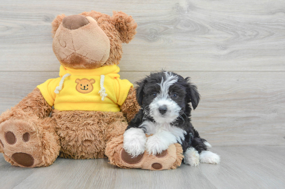 8 week old Aussiechon Puppy For Sale - Lone Star Pups