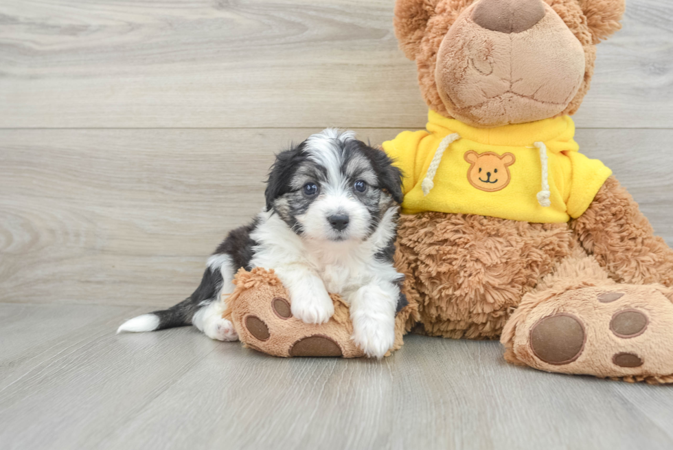 Aussiechon Puppy for Adoption