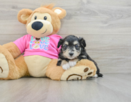 7 week old Aussiechon Puppy For Sale - Lone Star Pups