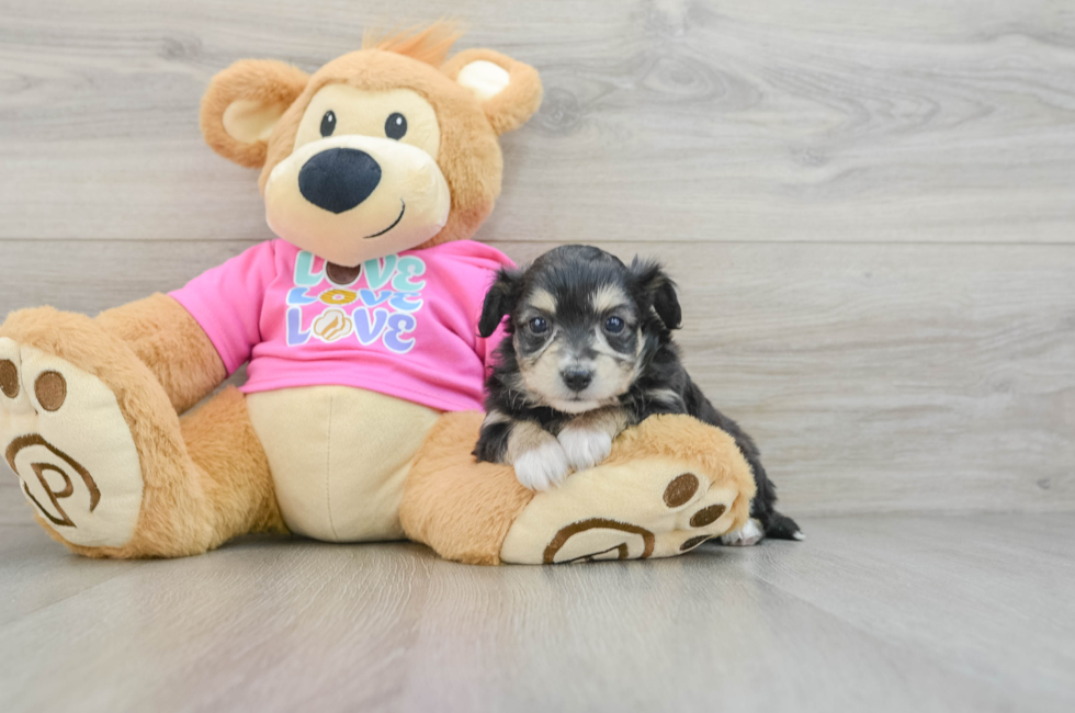 6 week old Aussiechon Puppy For Sale - Lone Star Pups