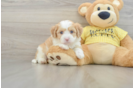 Smart Aussiechon Designer Pup