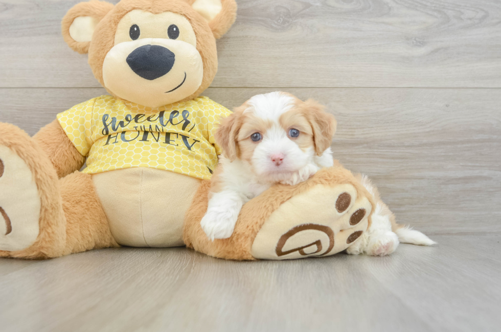 5 week old Aussiechon Puppy For Sale - Lone Star Pups