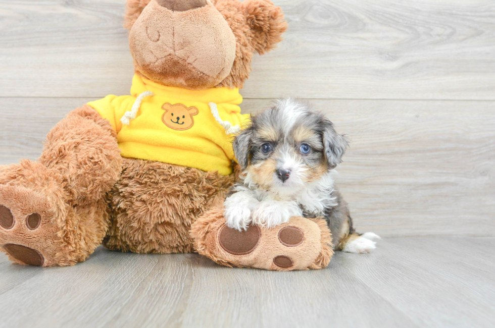 8 week old Aussiechon Puppy For Sale - Lone Star Pups