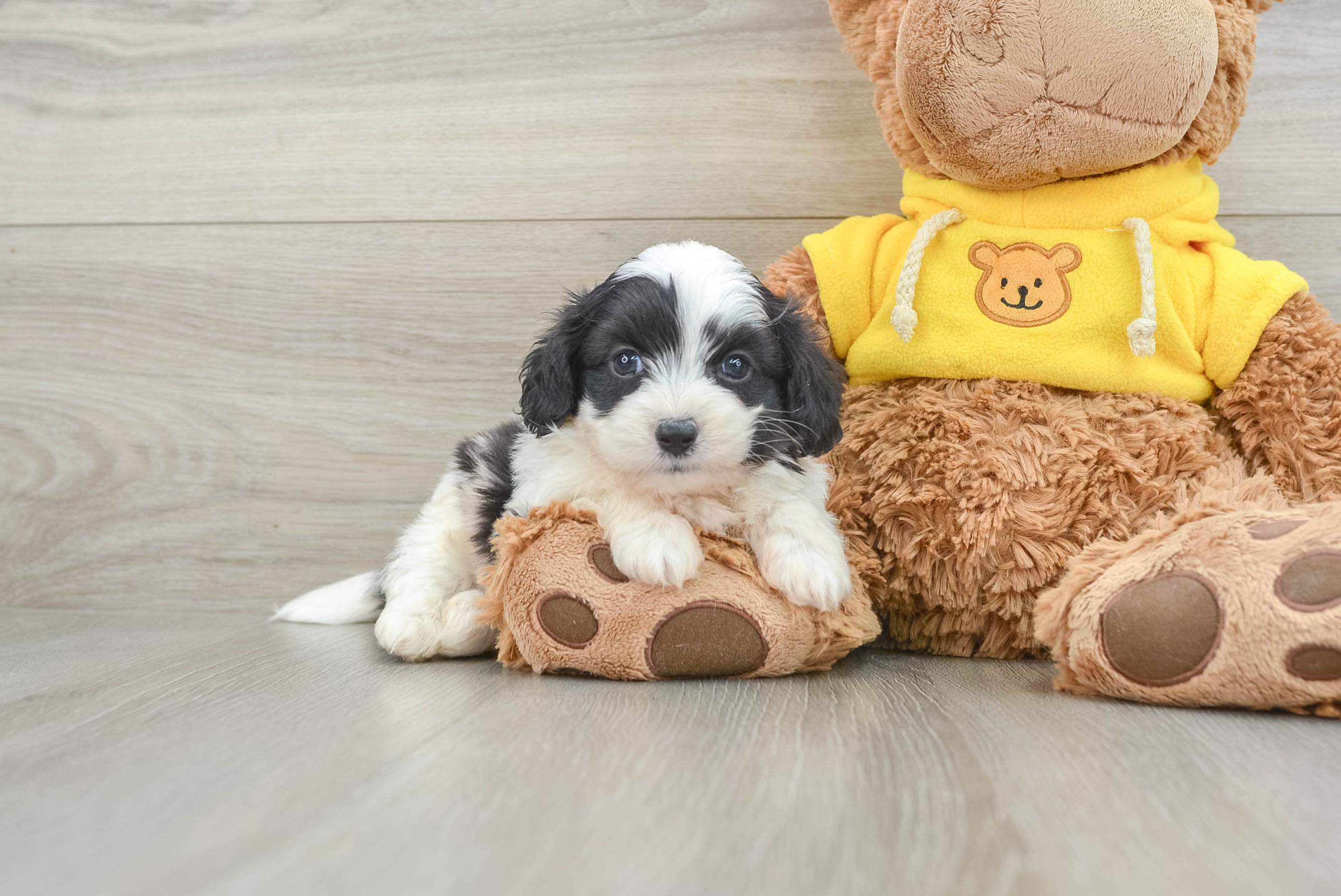 A_puppyページ Cute Aussiechon Oswego: 3lb 13oz Designer Puppy