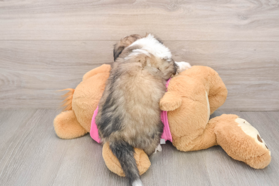 Aussiechon Puppy for Adoption