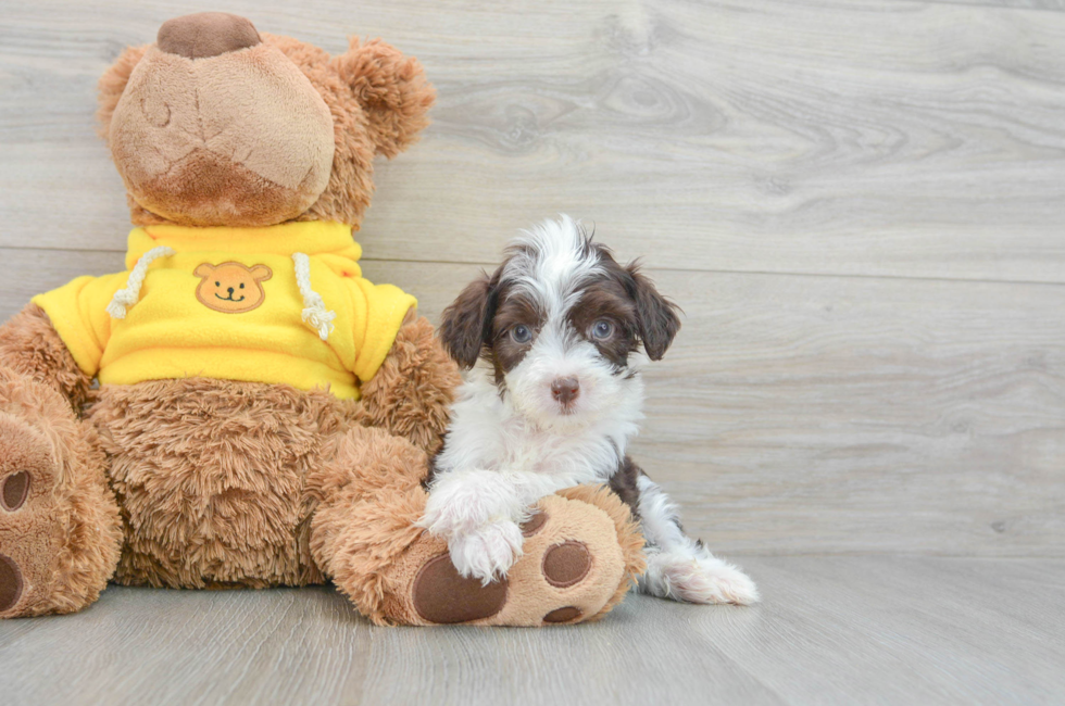 8 week old Aussiechon Puppy For Sale - Lone Star Pups