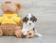9 week old Aussiechon Puppy For Sale - Lone Star Pups