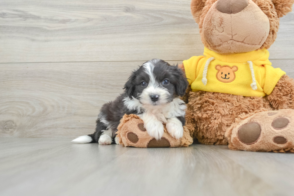 Little Aussie Bichon Designer Puppy