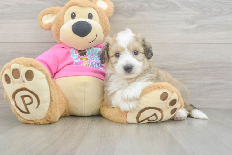 Best Aussiechon Baby