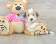 7 week old Aussiechon Puppy For Sale - Lone Star Pups