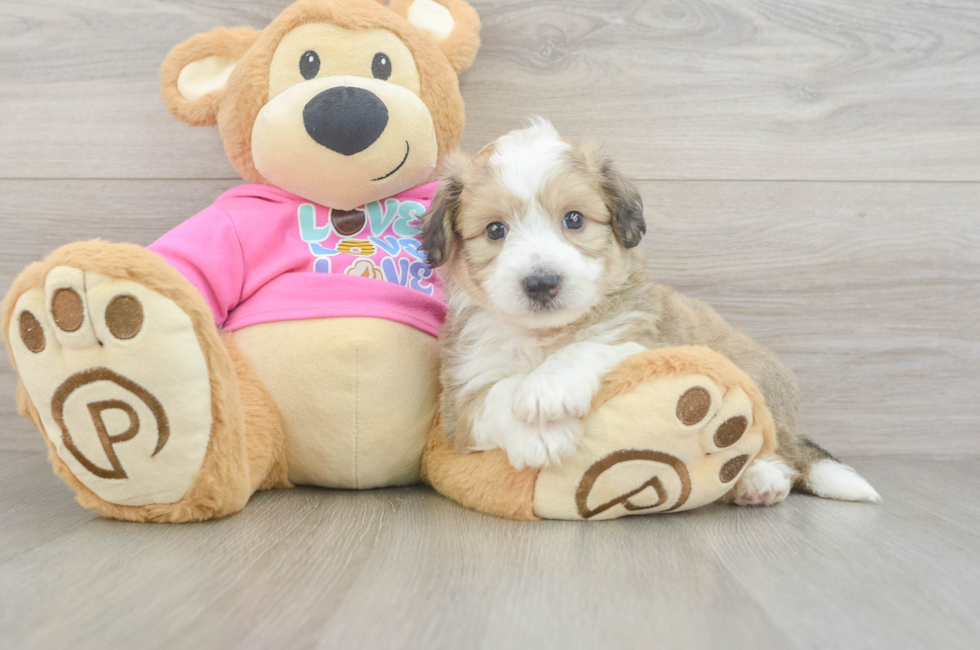 5 week old Aussiechon Puppy For Sale - Lone Star Pups