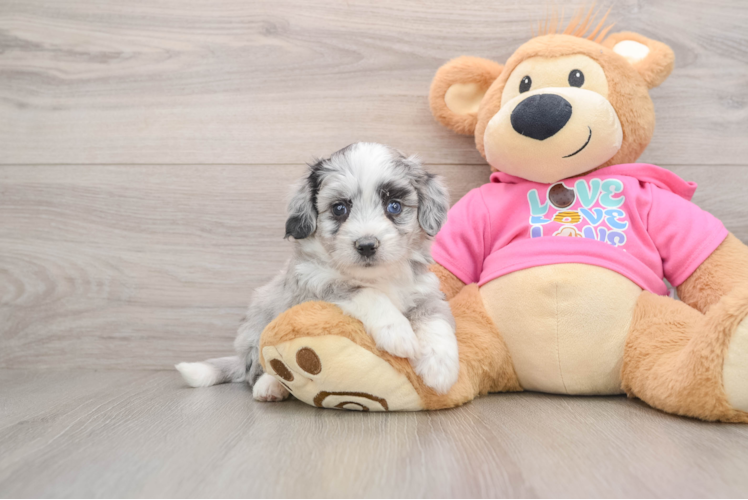 Sweet Aussiechon Baby