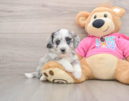 6 week old Aussiechon Puppy For Sale - Lone Star Pups