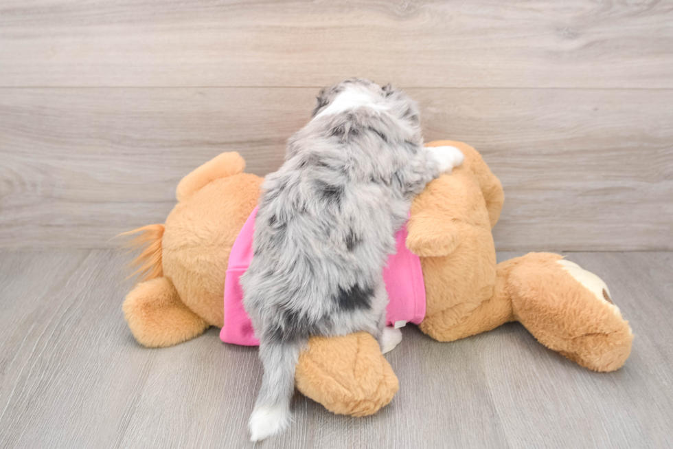 Funny Aussiechon Designer Pup