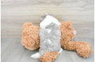 Hypoallergenic Australian Designer Puppy