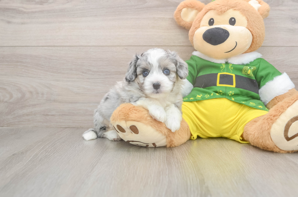 5 week old Aussiechon Puppy For Sale - Lone Star Pups