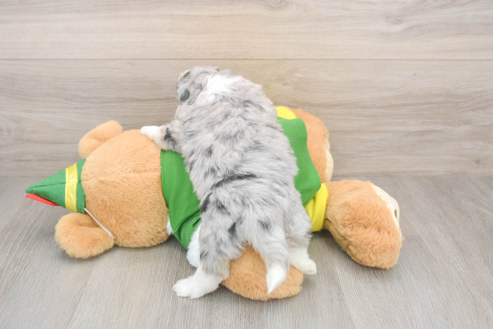 Aussiechon Puppy for Adoption