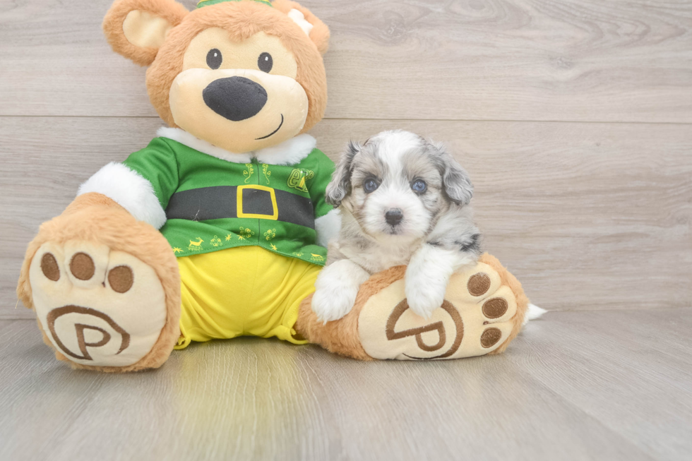 Sweet Aussiechon Baby