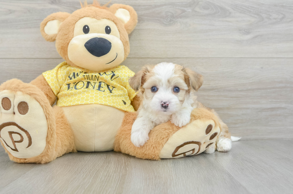 5 week old Aussiechon Puppy For Sale - Lone Star Pups