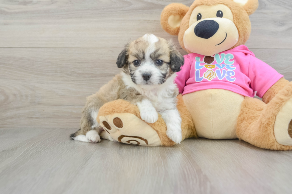 5 week old Aussiechon Puppy For Sale - Lone Star Pups