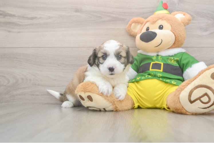 Smart Aussiechon Designer Pup