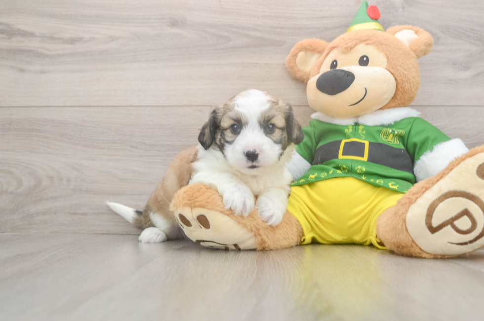 5 week old Aussiechon Puppy For Sale - Lone Star Pups