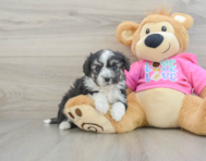 6 week old Aussiechon Puppy For Sale - Lone Star Pups