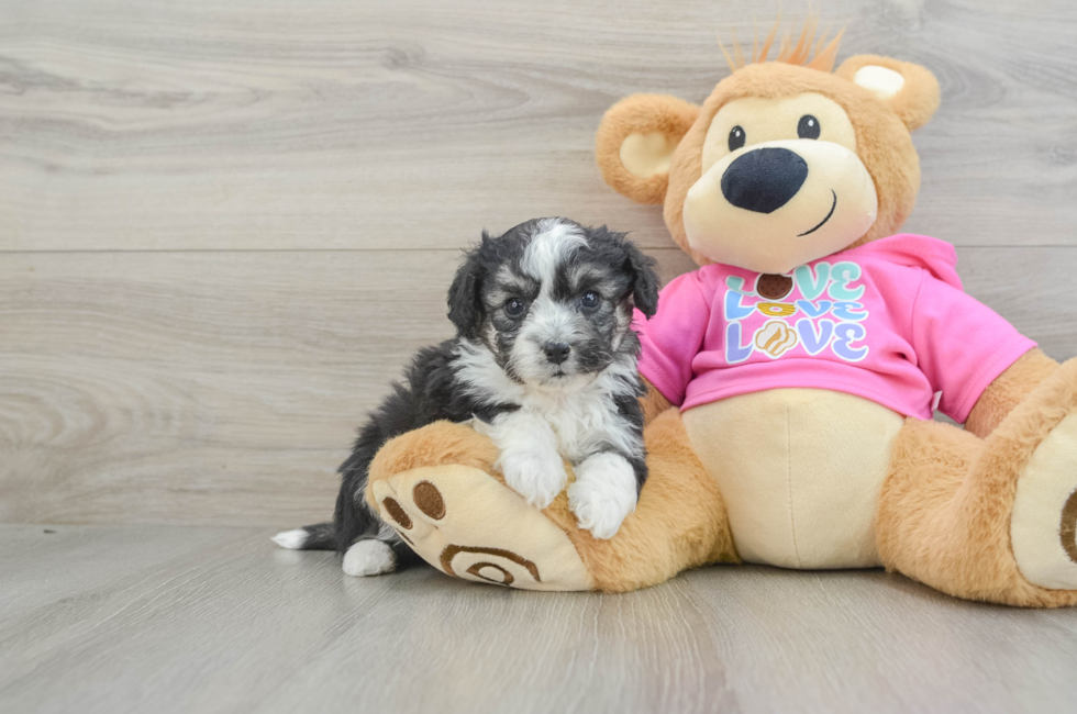 5 week old Aussiechon Puppy For Sale - Lone Star Pups