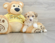 8 week old Aussiechon Puppy For Sale - Lone Star Pups