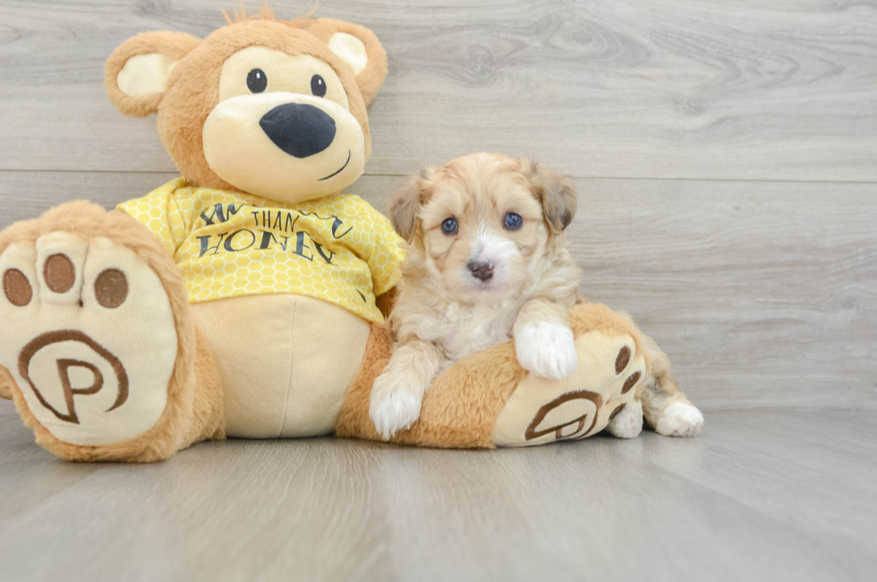 5 week old Aussiechon Puppy For Sale - Lone Star Pups