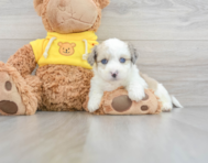 8 week old Aussiechon Puppy For Sale - Lone Star Pups