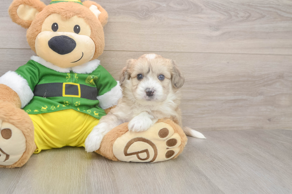 5 week old Aussiechon Puppy For Sale - Lone Star Pups