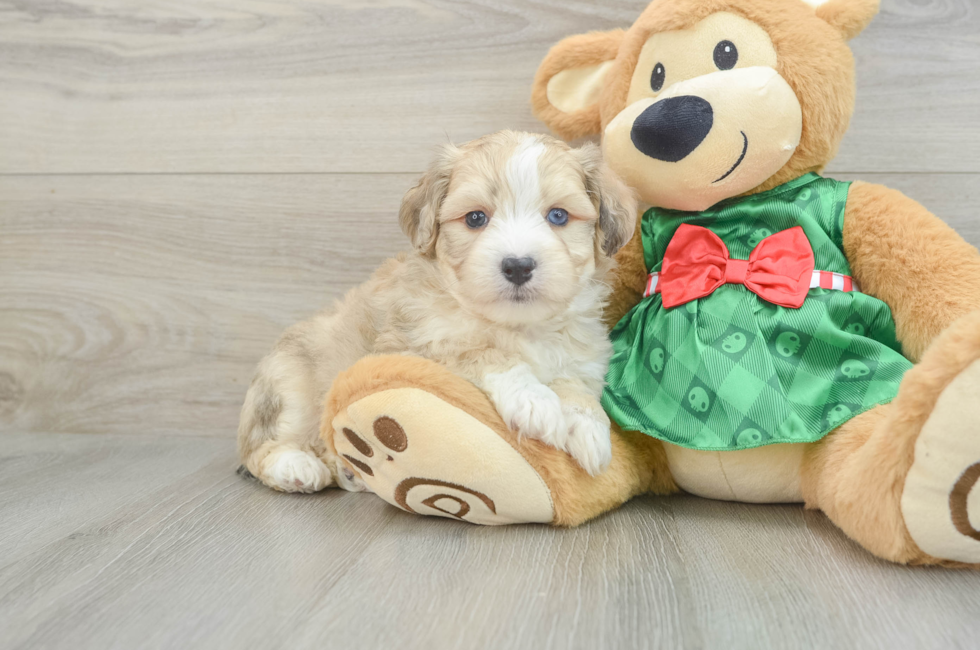 5 week old Aussiechon Puppy For Sale - Lone Star Pups