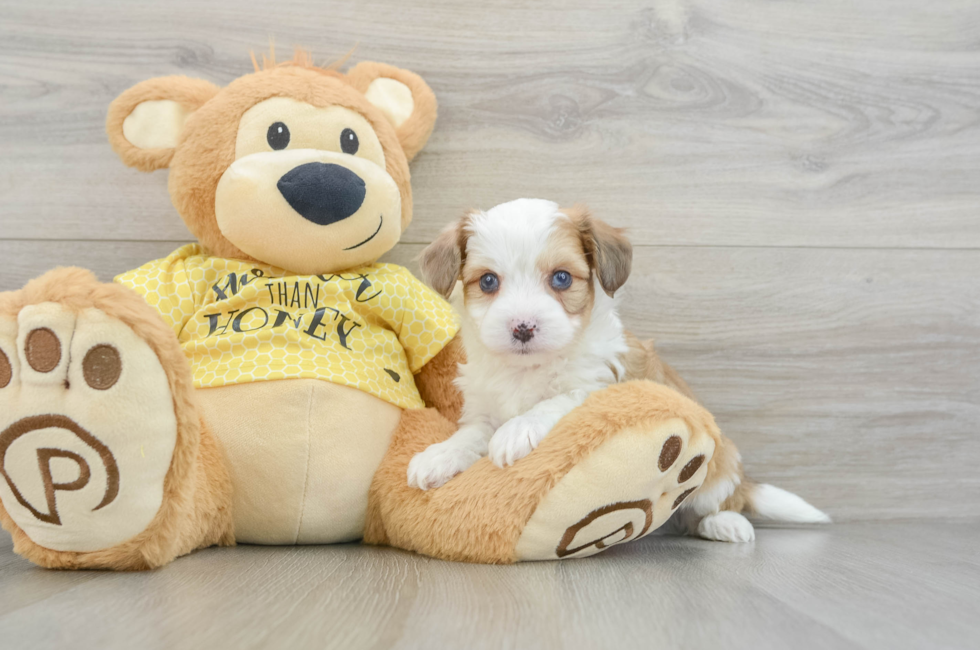 5 week old Aussiechon Puppy For Sale - Lone Star Pups