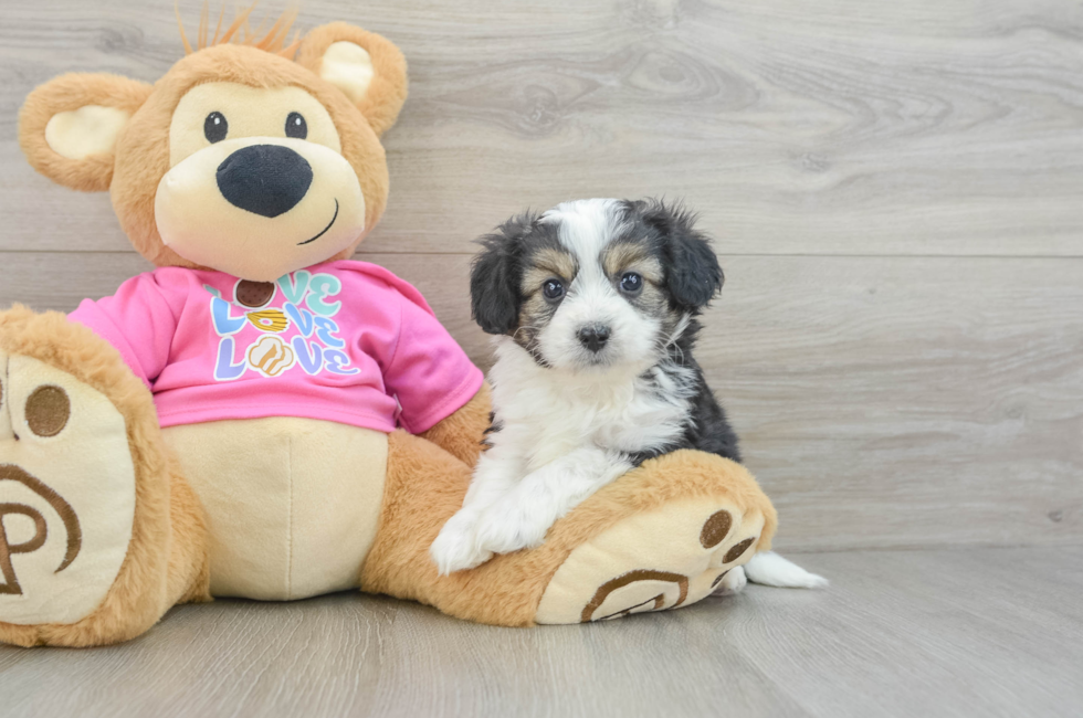 5 week old Aussiechon Puppy For Sale - Lone Star Pups