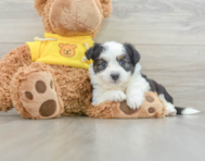 7 week old Aussiechon Puppy For Sale - Lone Star Pups