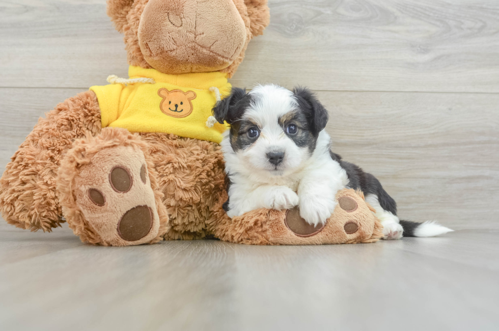 7 week old Aussiechon Puppy For Sale - Lone Star Pups