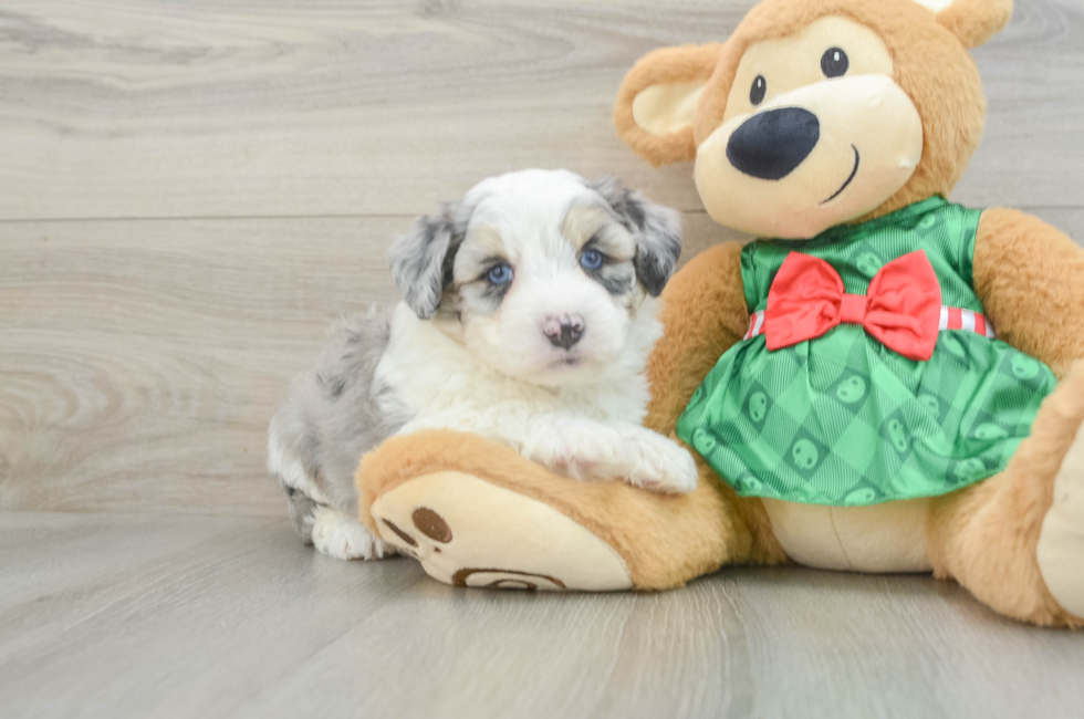 5 week old Aussiechon Puppy For Sale - Lone Star Pups