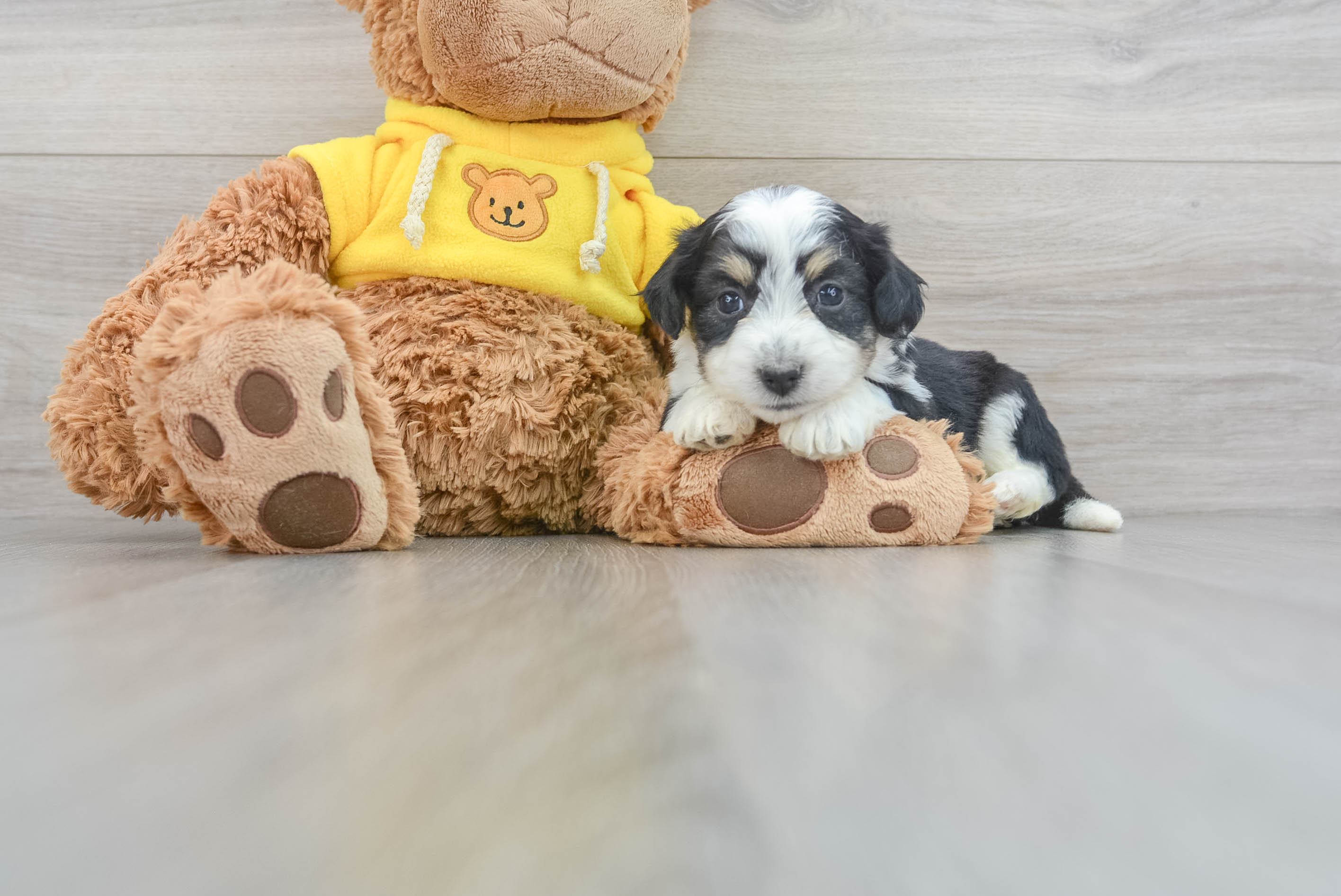 Hypoallergenic Australian Designer Puppy