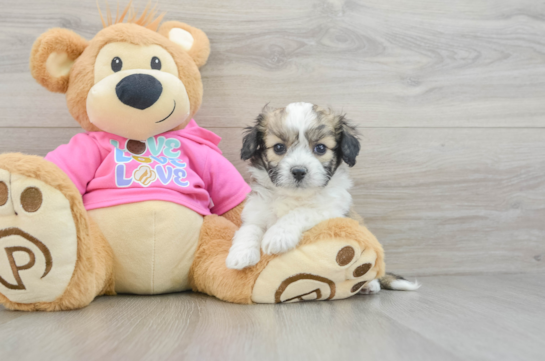 Fluffy Aussiechon Designer Pup