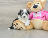 6 week old Aussiechon Puppy For Sale - Lone Star Pups