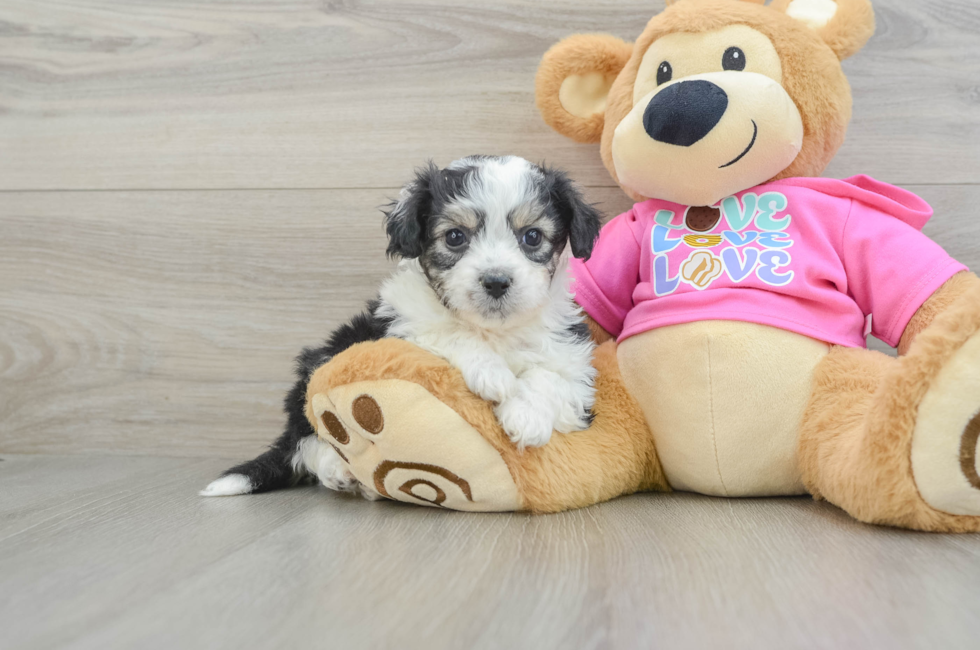 5 week old Aussiechon Puppy For Sale - Lone Star Pups