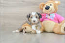 Funny Aussiechon Designer Pup