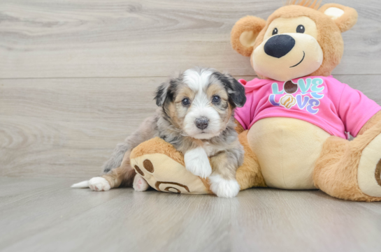 Funny Aussiechon Designer Pup